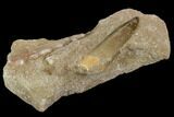 Fossil Plesiosaur (Zarafasaura) Tooth - Morocco #119671-2